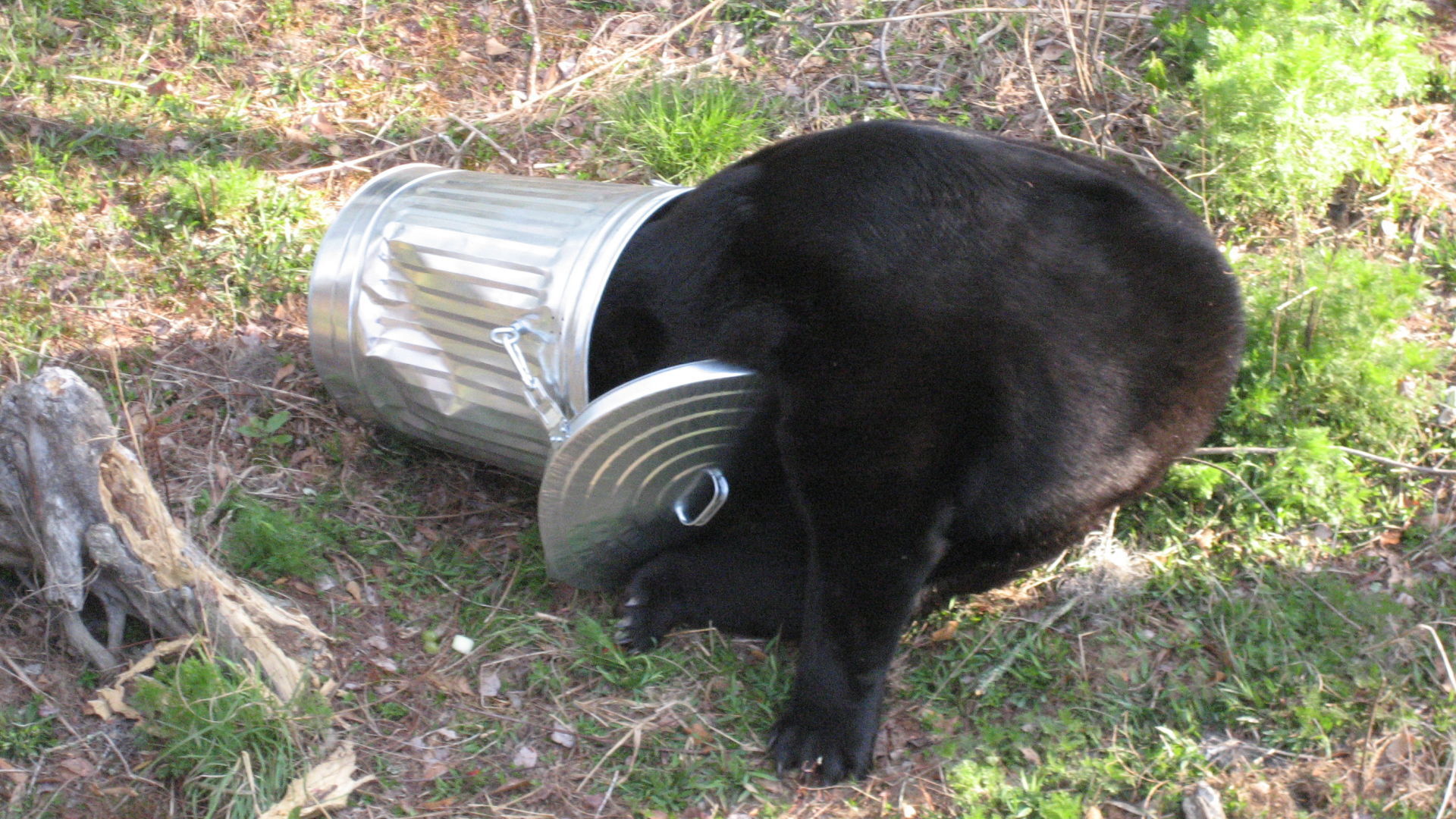 Dealing with food waste and garbage